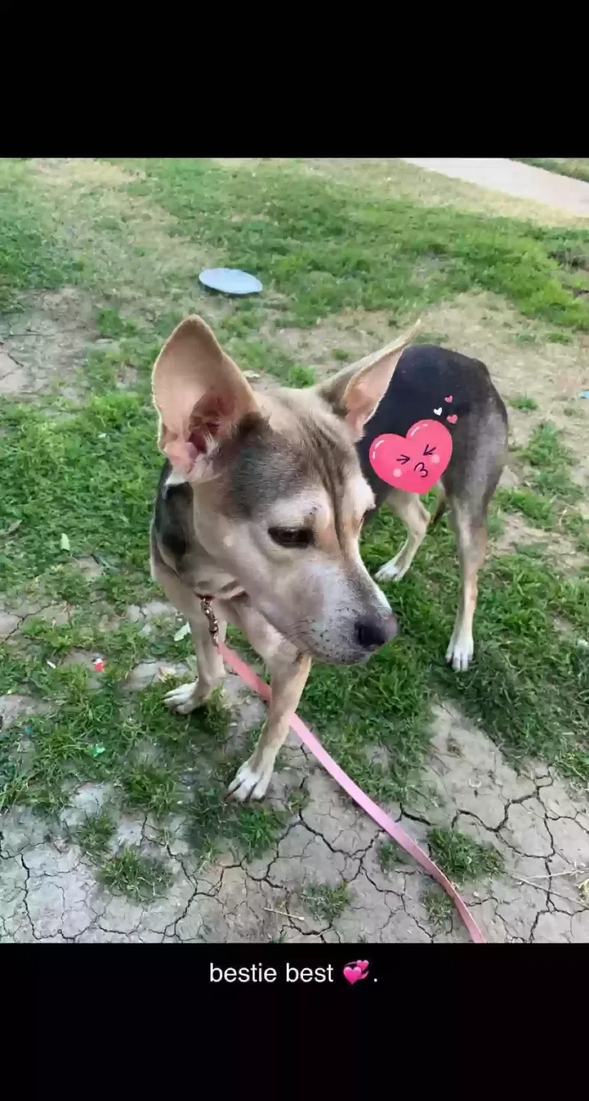 Lost dog in Tolleson, AZ, 85353