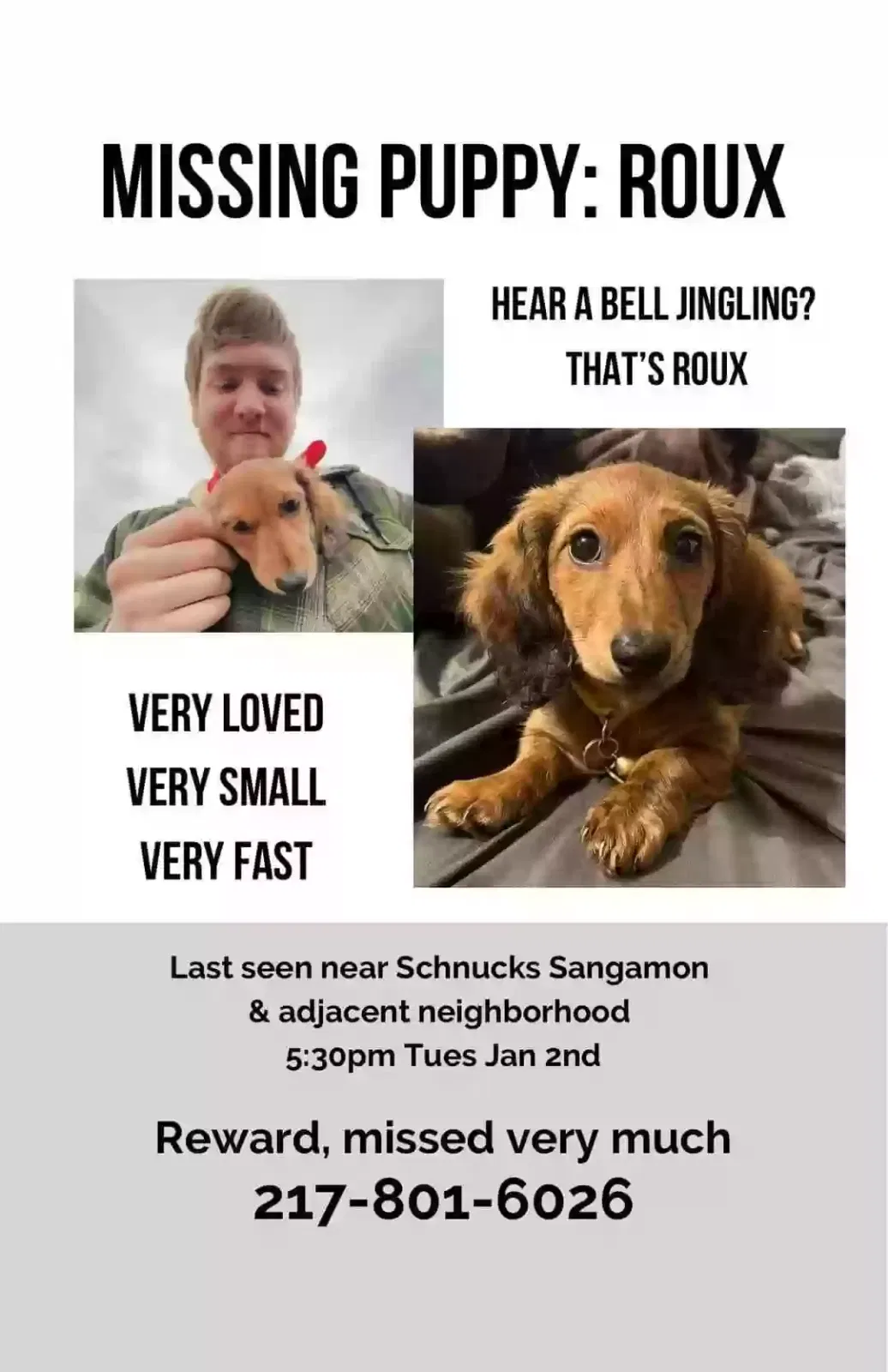 Lost dog in Springfield, IL, 62702