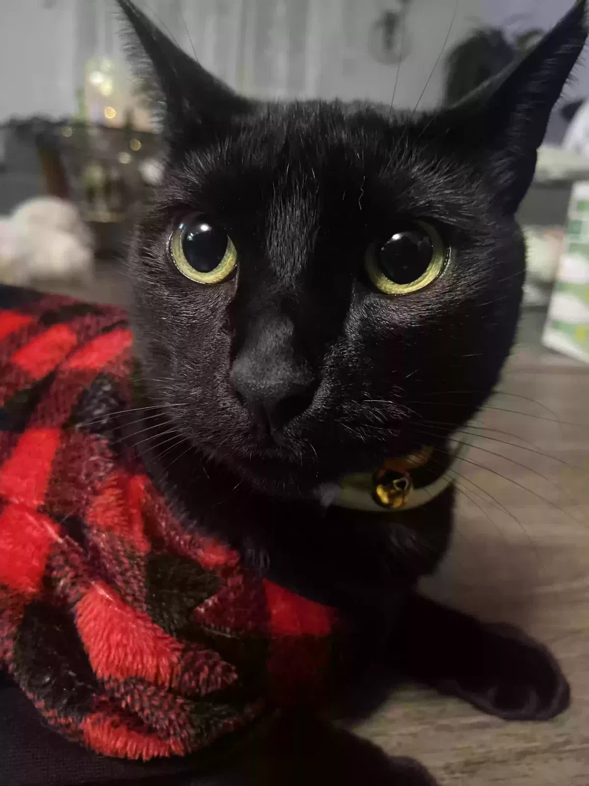 Lost cat in Conroe, TX, 77303