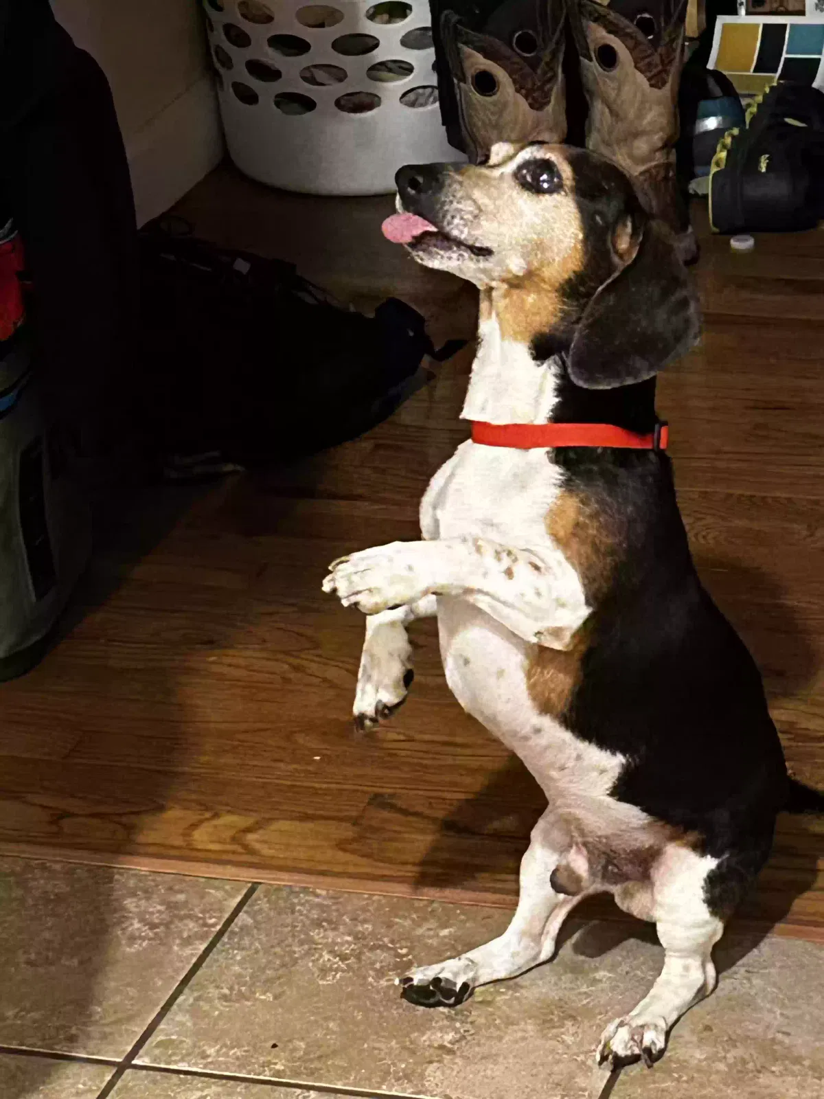 Lost dog in Hudson, NC, 28638