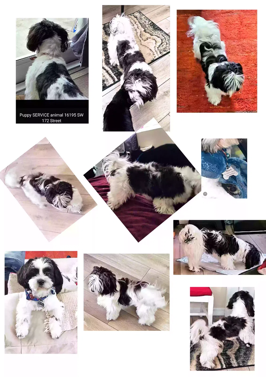 Lost dog in Miami, FL, 33187