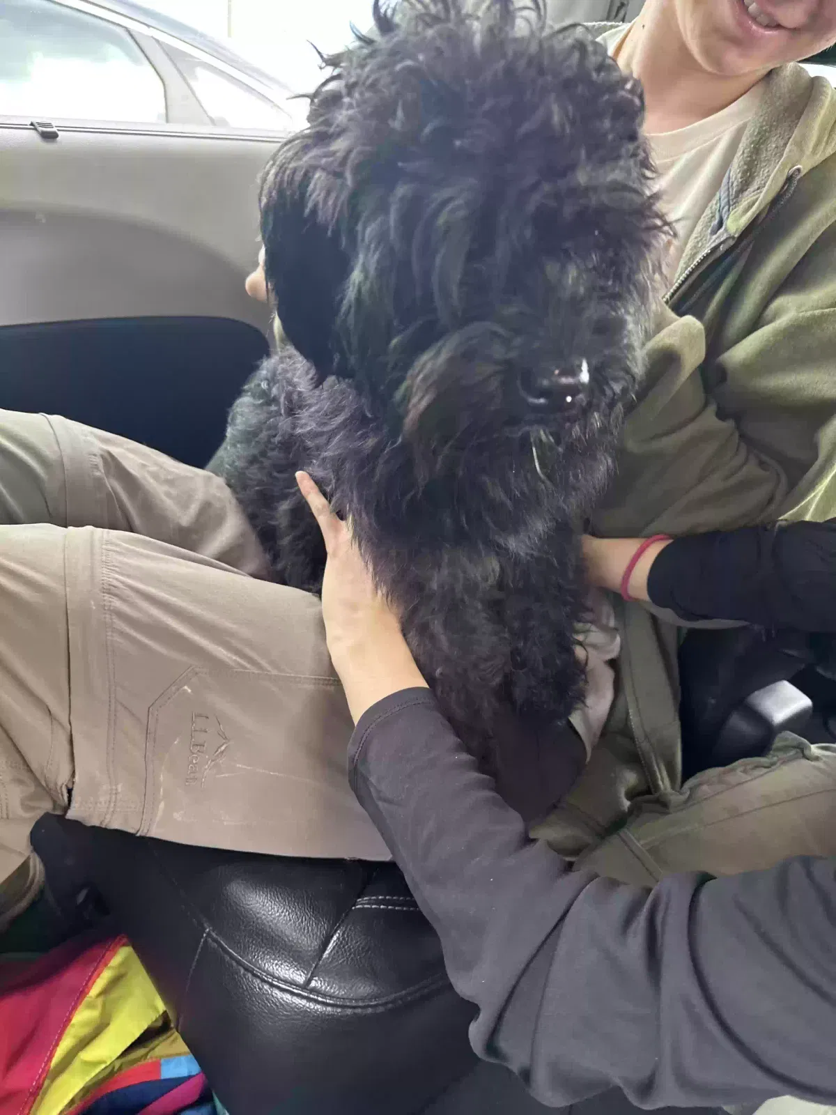 Found dog in Homestead, FL, 33034