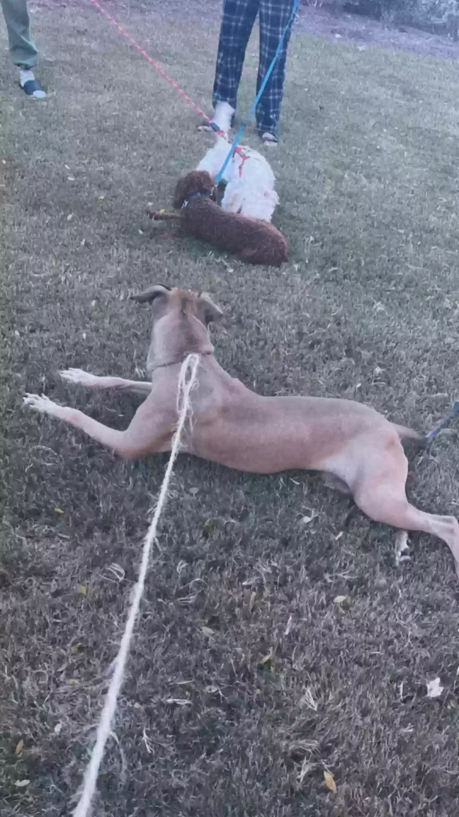 Found dog in Atlanta, GA, 30331