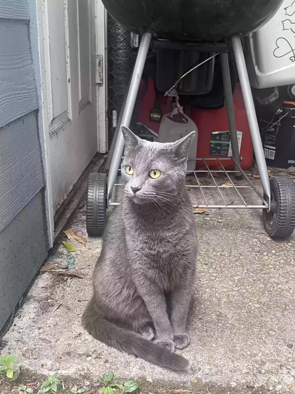 Lost cat in Baton Rouge, LA, 70806