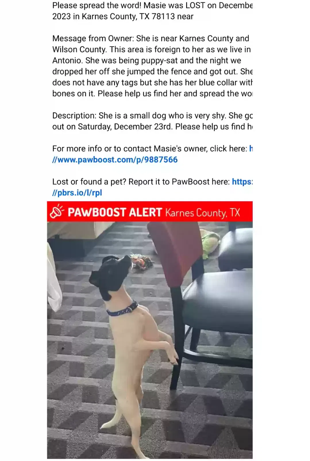 Lost dog in Falls City, TX, 78113