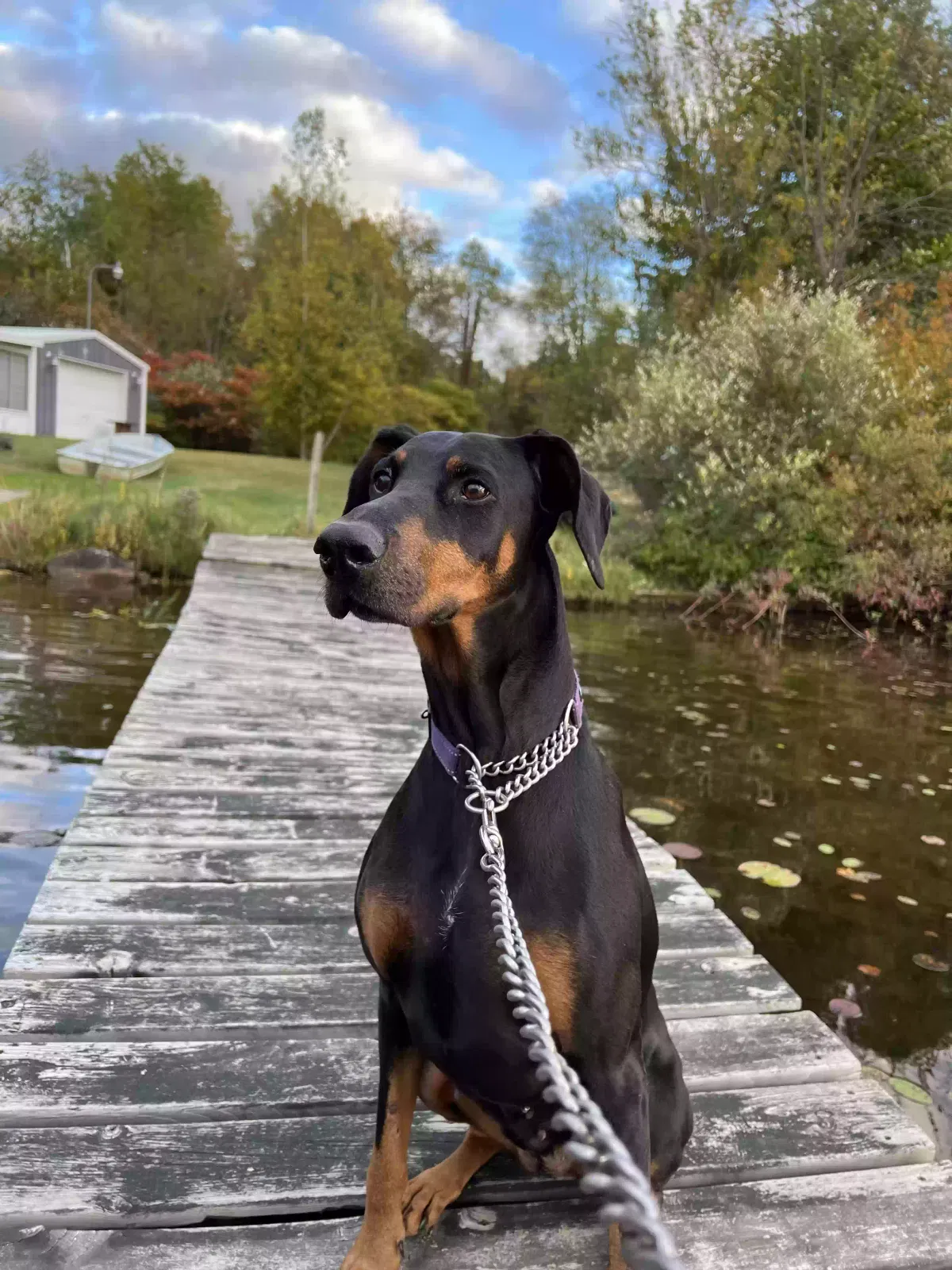 Lost dog in Hastings, MI, 49058