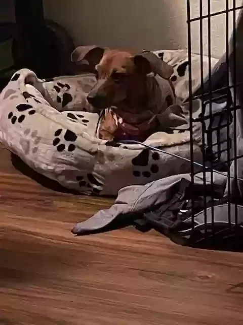 Lost dog in Tallahassee, FL, 32310