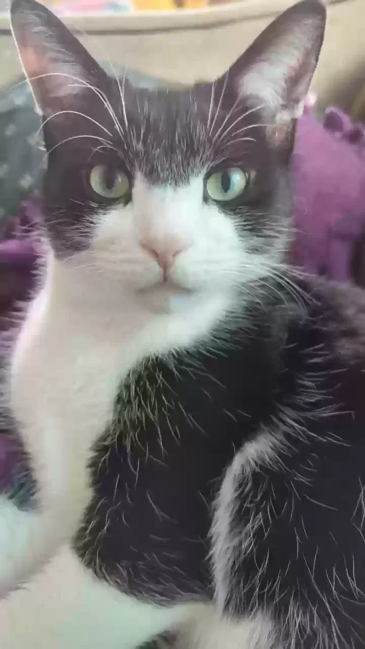Lost cat in Battle Creek, MI, 49037