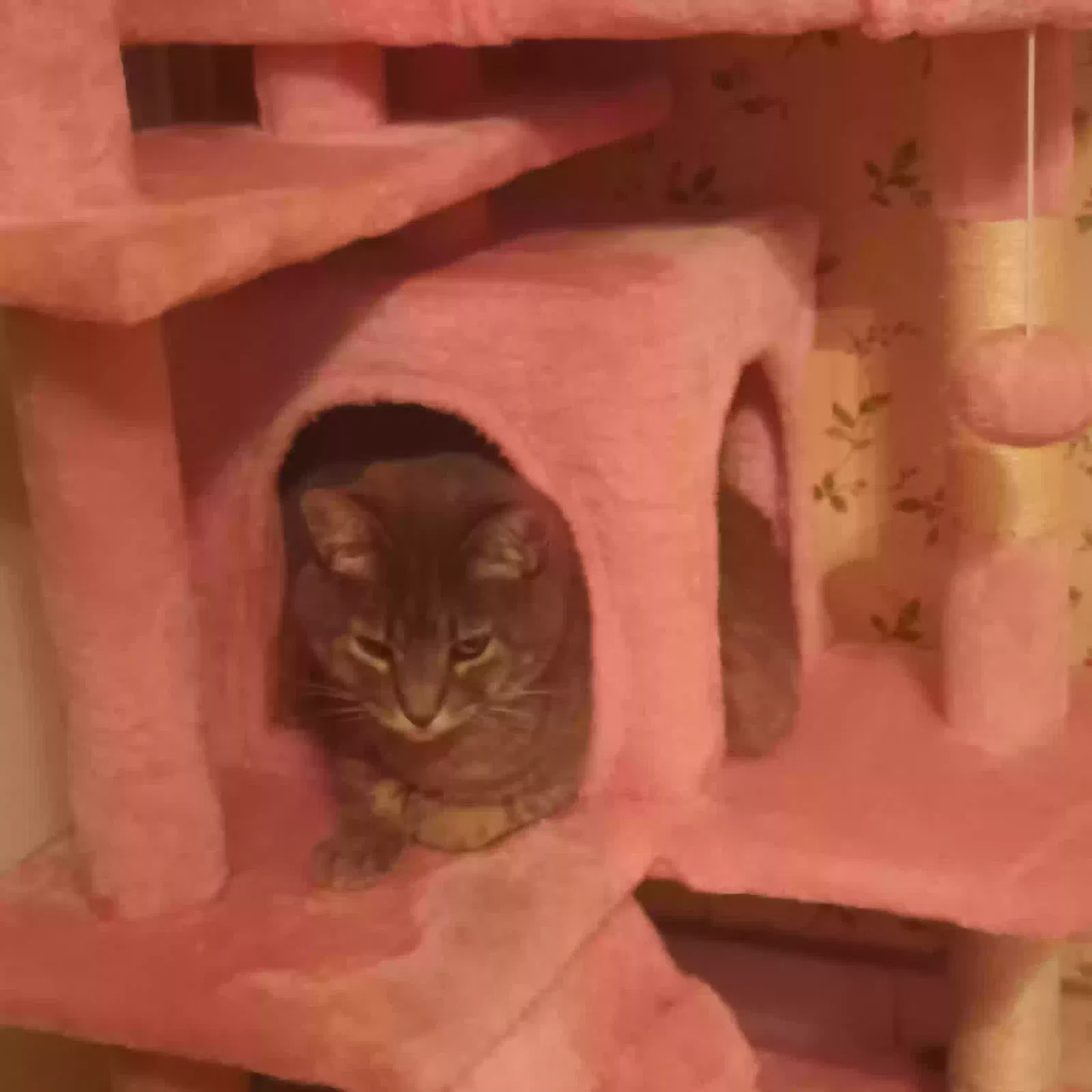 Lost cat in Pasadena, CA, 91107