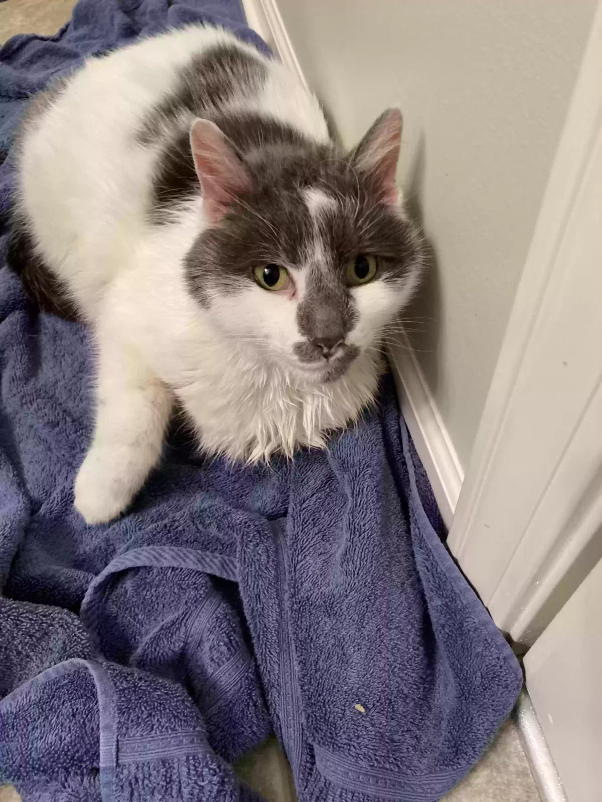 Found cat in Joliet, IL, 60431