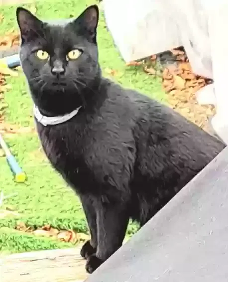 Found cat in Fresh Meadows, NY, 11365
