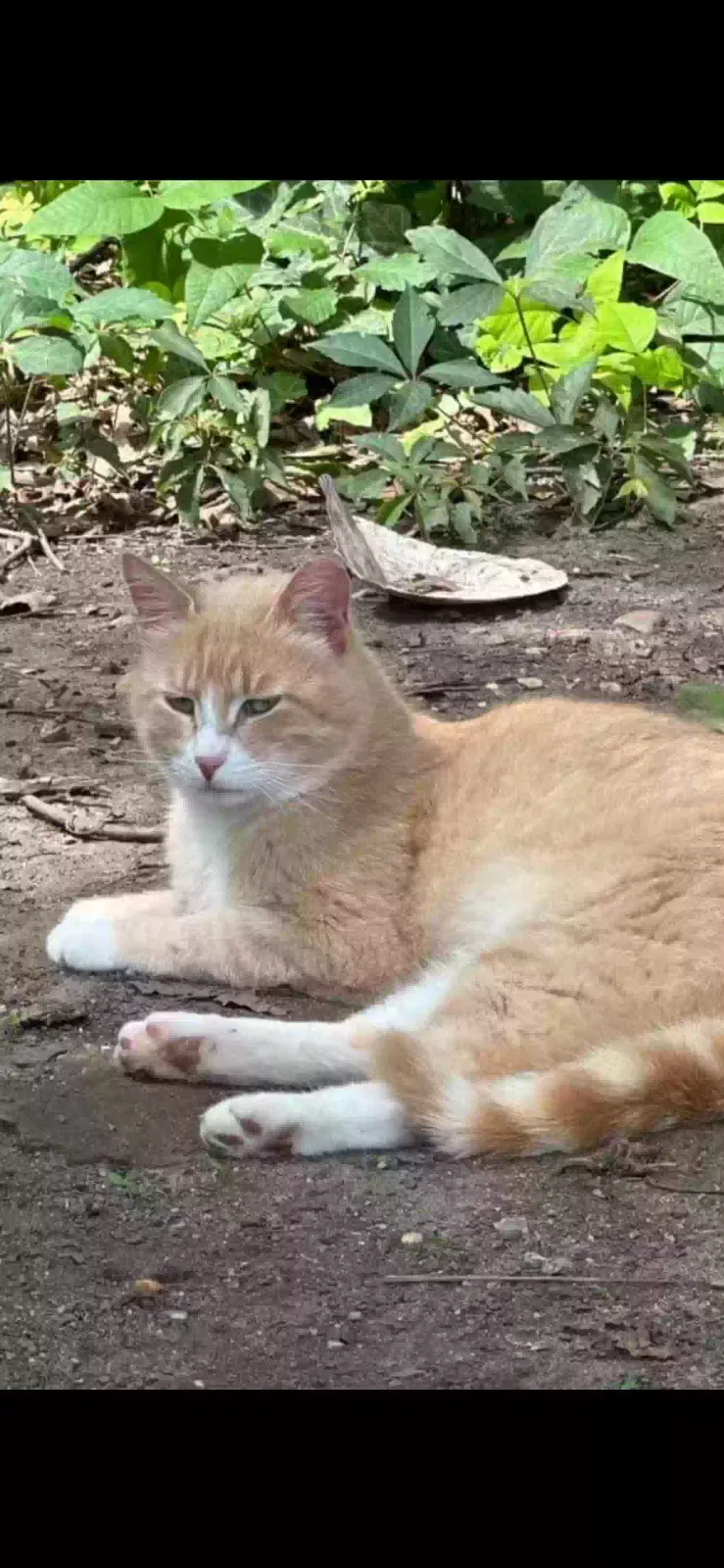 Lost cat in Merchantville, NJ, 8109