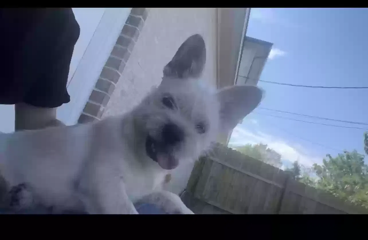 Lost dog in Houston, TX, 77021