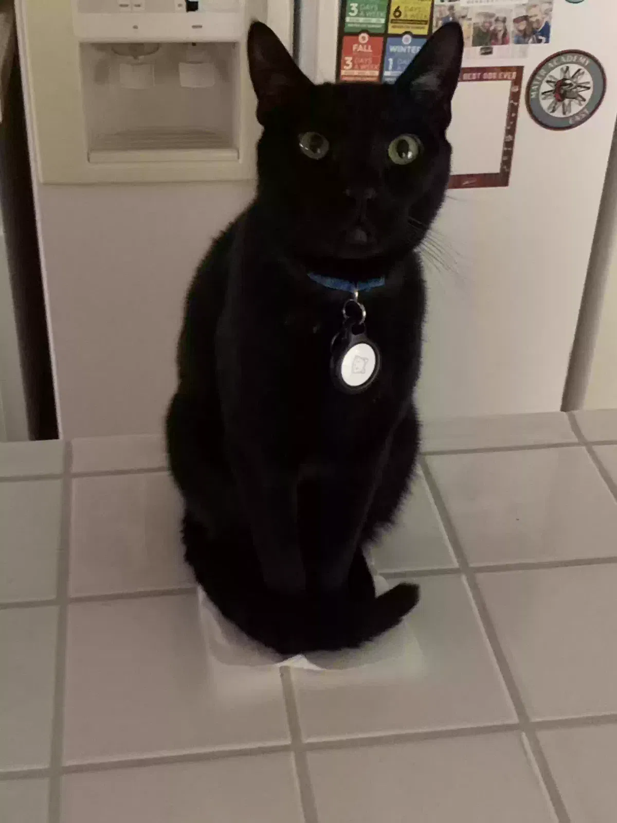 Lost cat in Las Vegas, NV, 89141