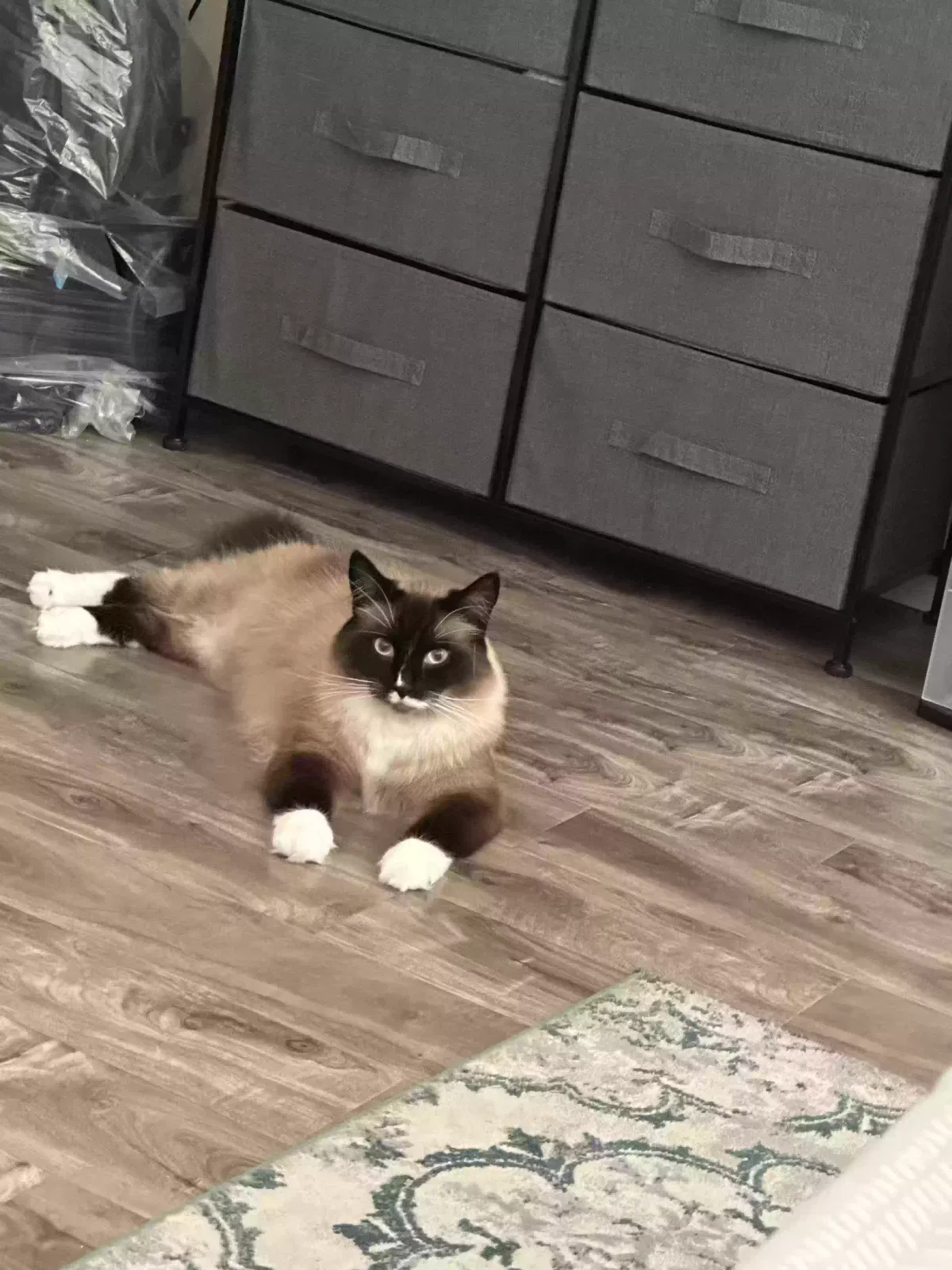 Lost cat in Hercules, CA, 94547