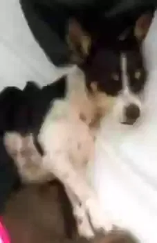 Lost dog in Phoenix, AZ, 85019