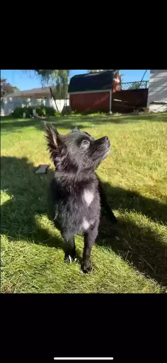 Lost dog in Dearborn Heights, MI, 48125