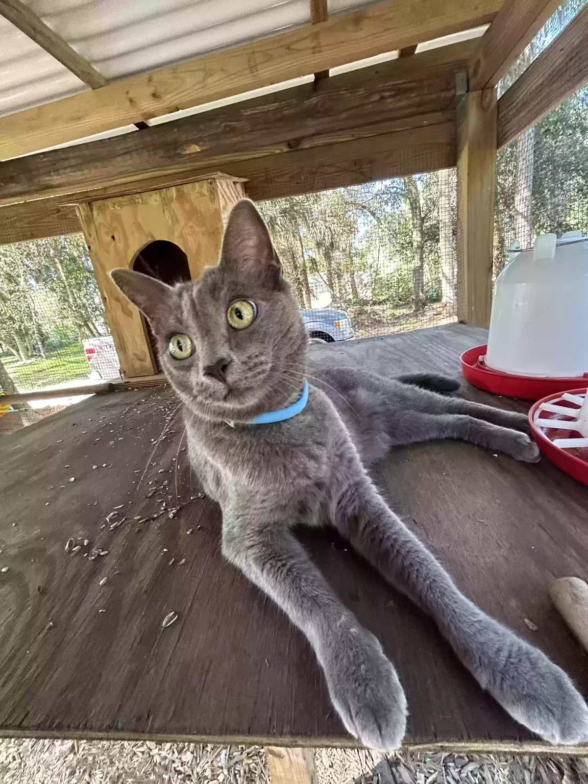 Lost cat in Naples, FL, 34117