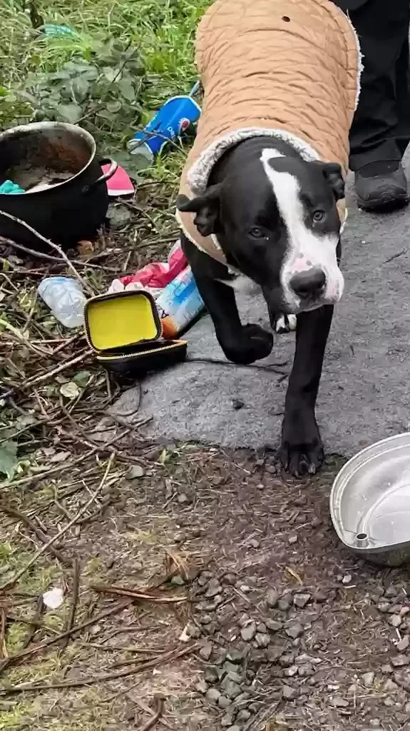 Lost dog in Portland, OR, 97217