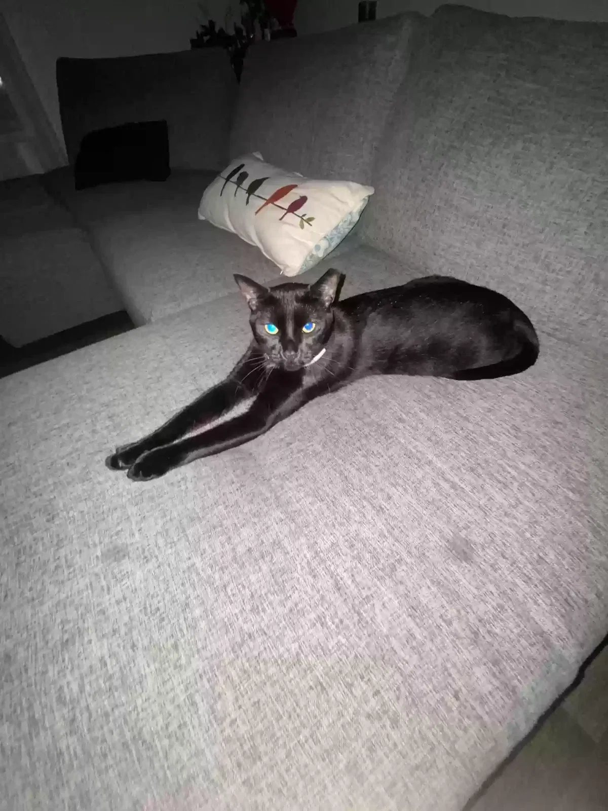 Lost cat in Conroe, TX, 77303