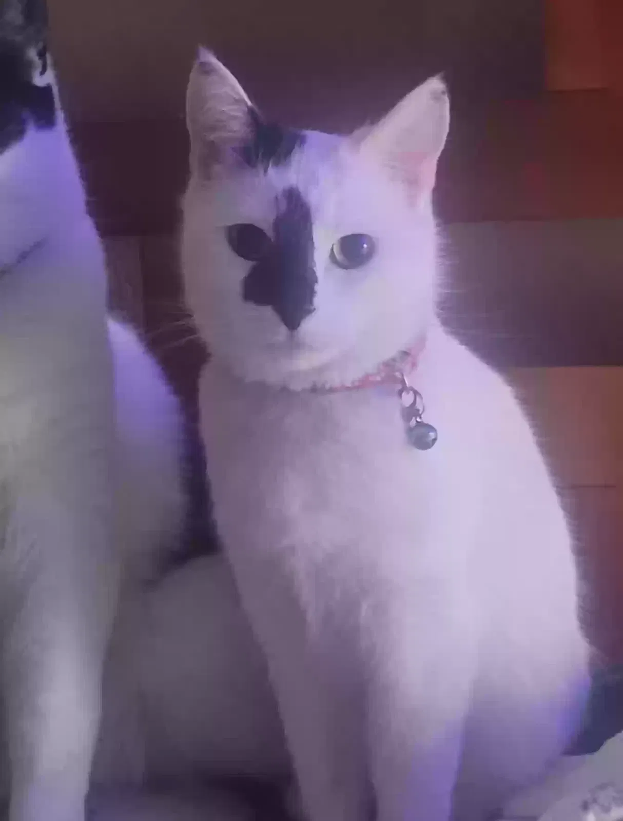 Lost cat in Palmdale, CA, 93551