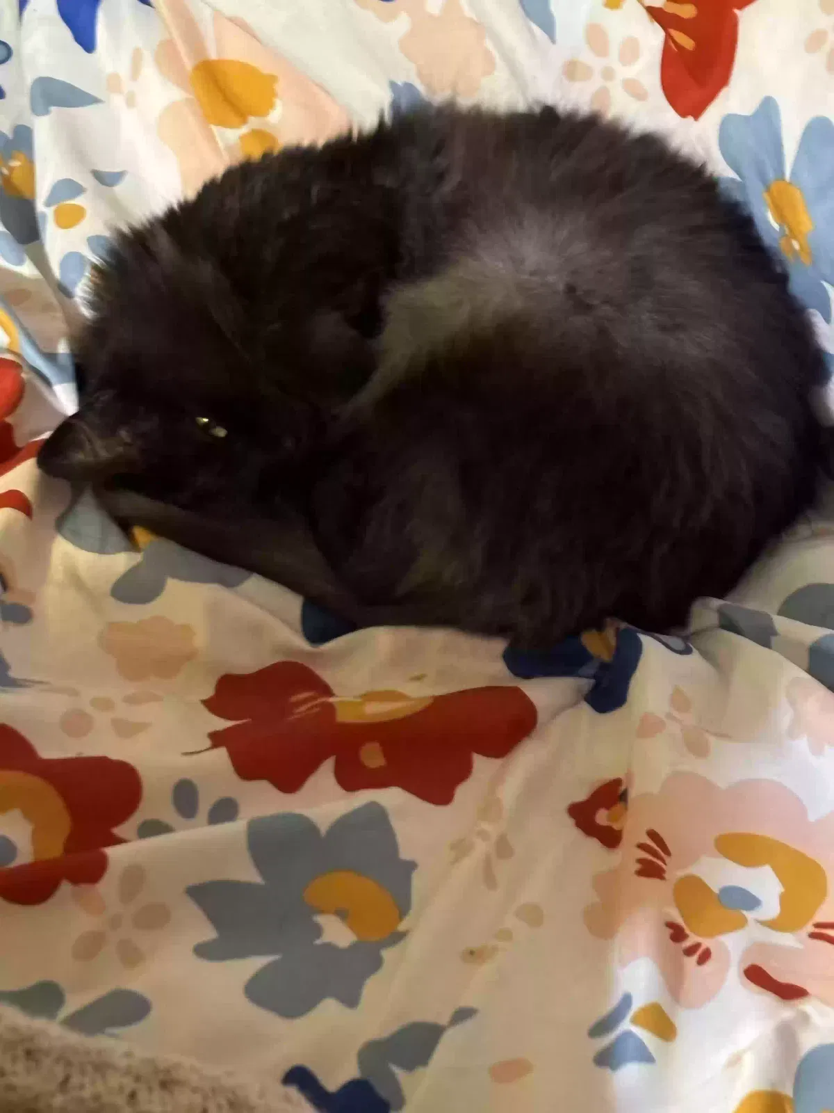 Lost cat in Fort Pierce, FL, 34947