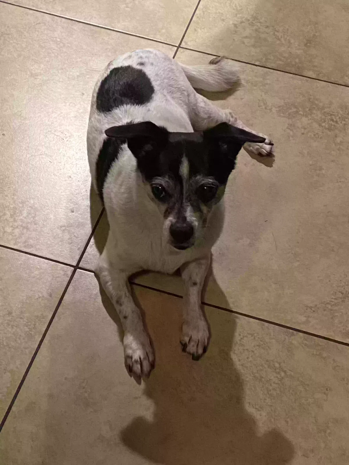 Lost dog in Las Vegas, NV, 89156