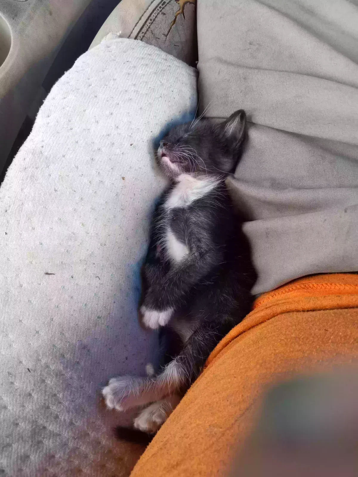 Lost cat in Homestead, FL, 33030