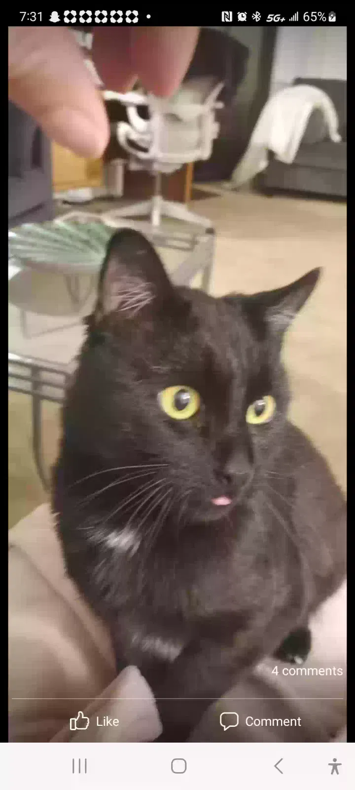 Lost cat in San Antonio, TX, 78223