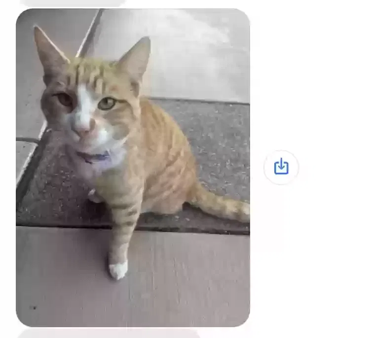 Lost cat in Hayward, CA, 94545