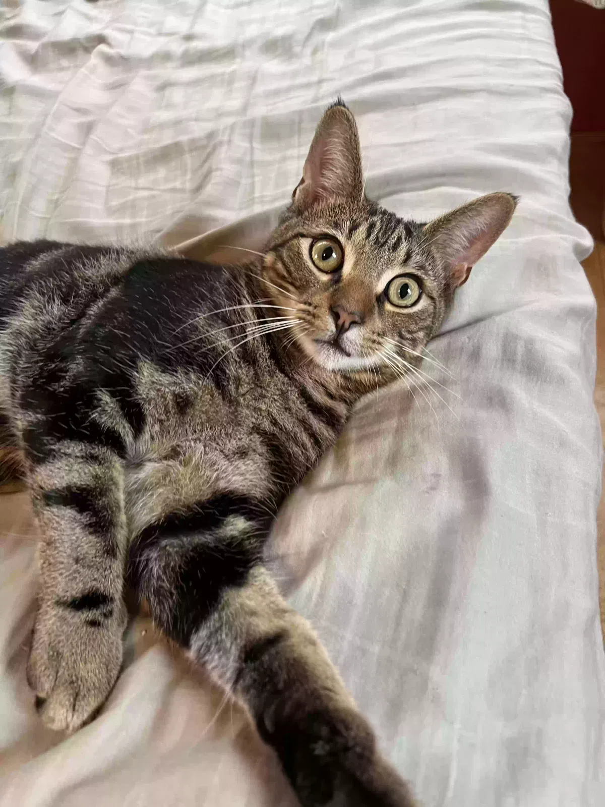 Lost cat in South Ozone Park, NY, 11420