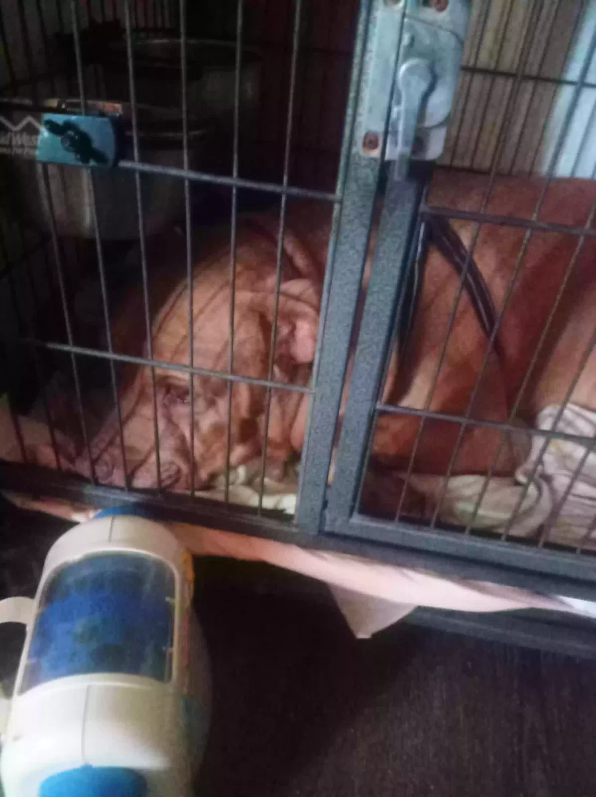 Found dog in Mentone, CA, 92359