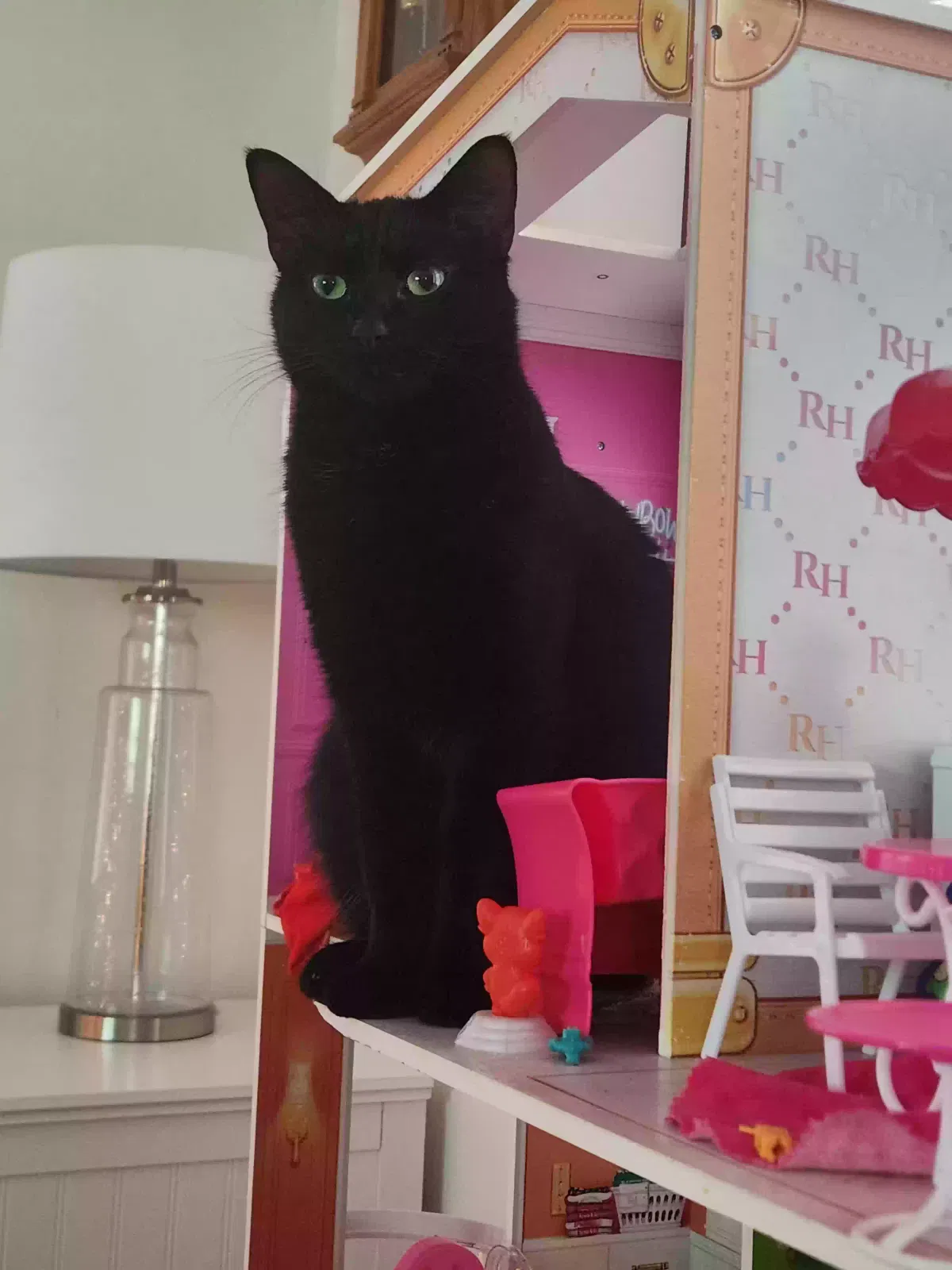 Lost cat in Holland, MI, 49423