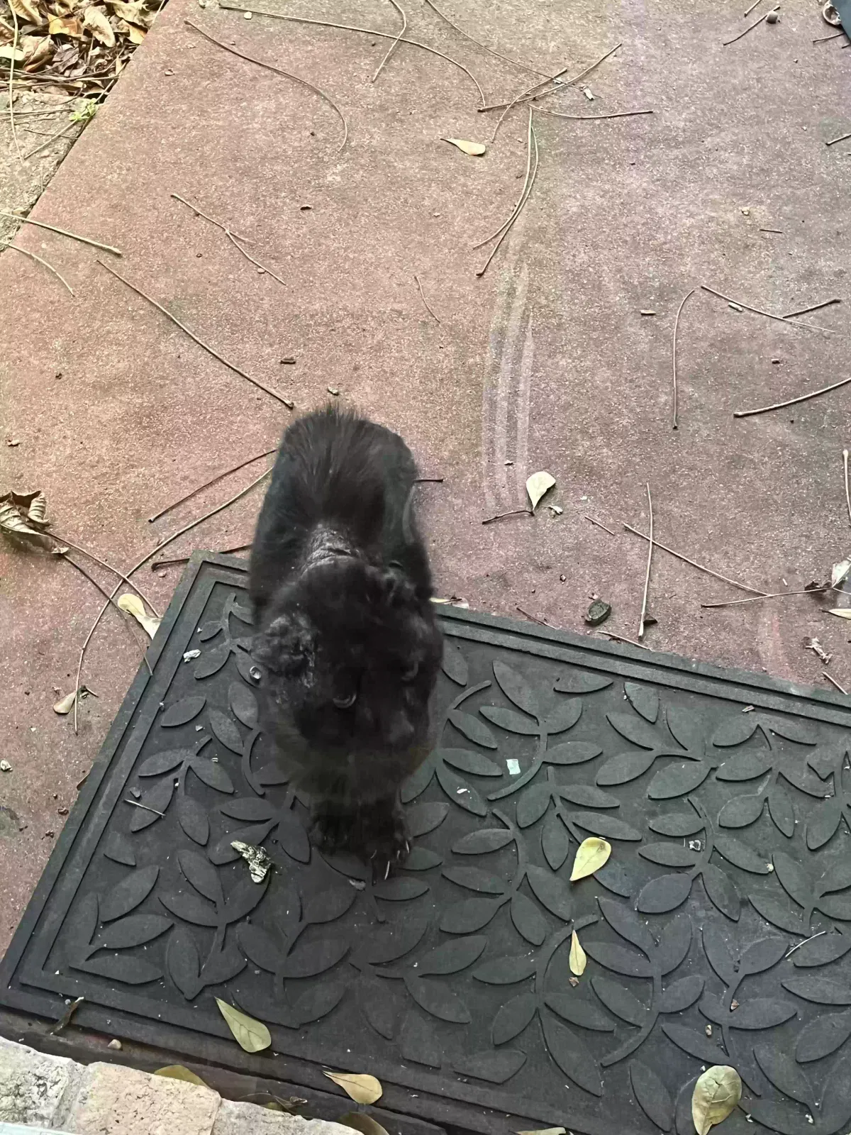 Found cat in Houston, TX, 77035
