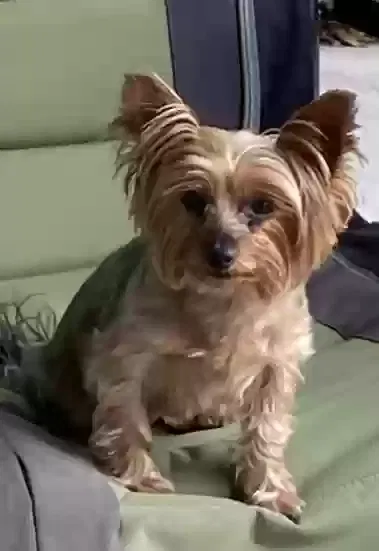 Lost dog in Perris, CA, 92570
