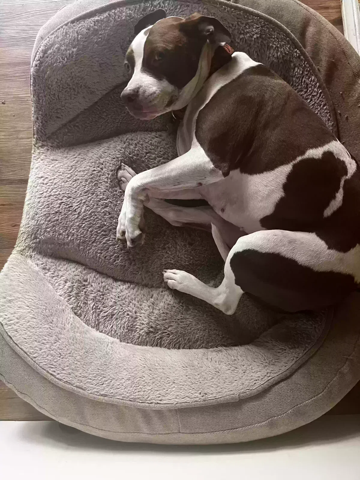 Lost dog in Duncanville, TX, 75137