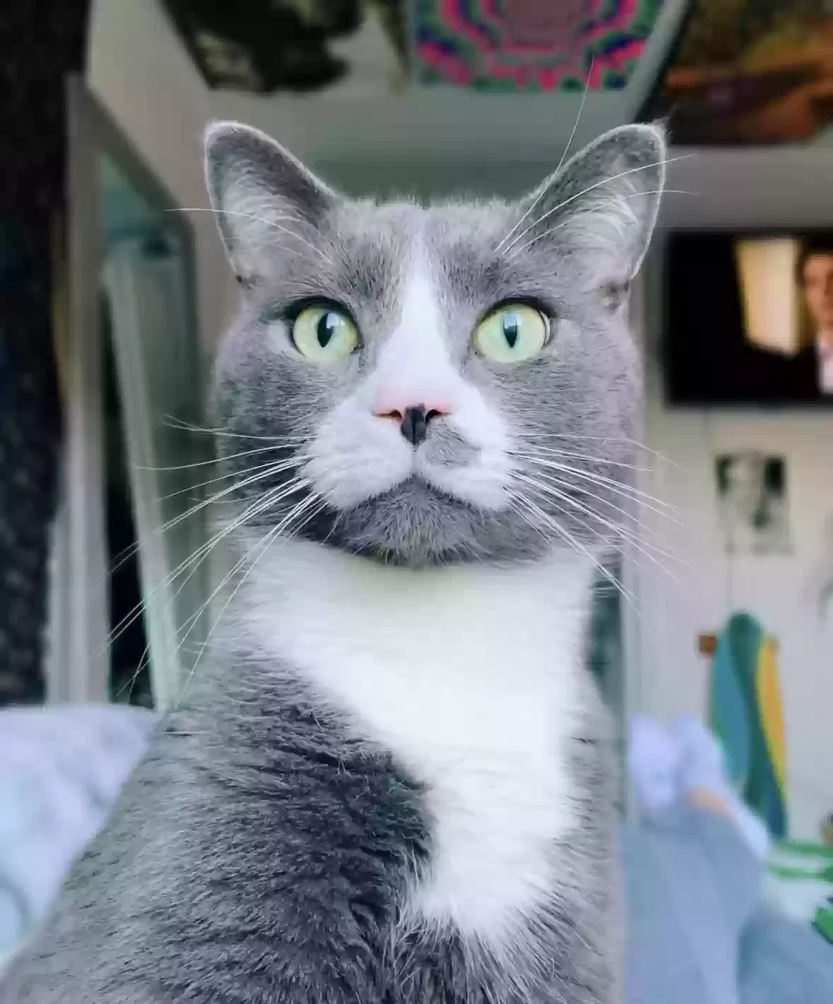 Lost cat in Annapolis, MD, 21403