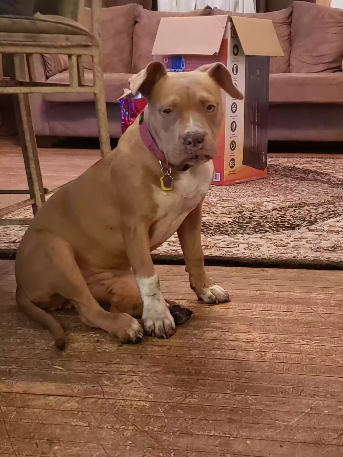 Lost dog in Minneapolis, MN, 55407