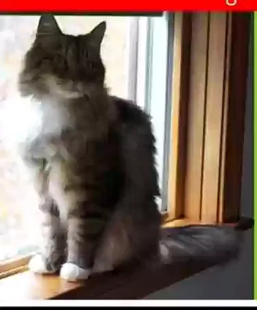 Lost cat in San Pedro, CA, 90731