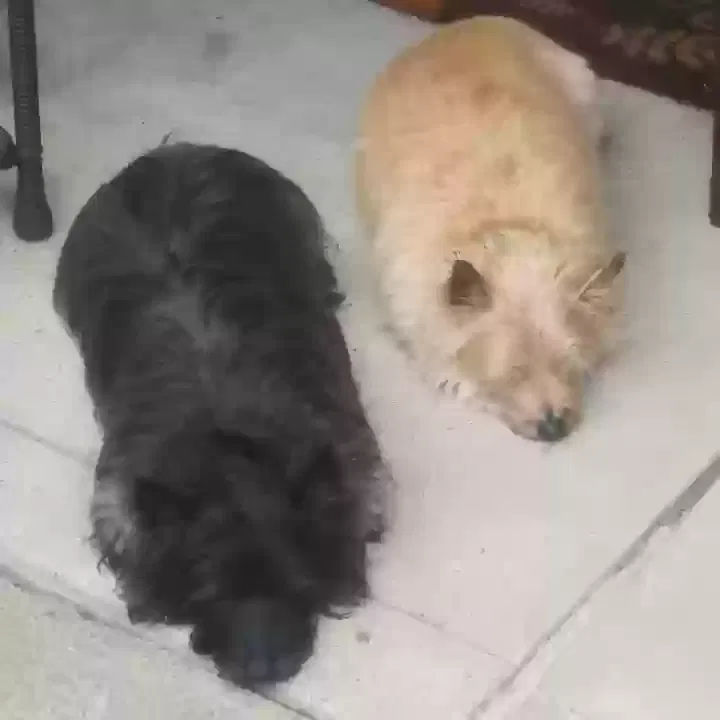 Lost dog in Pine Grove, PA, 17963