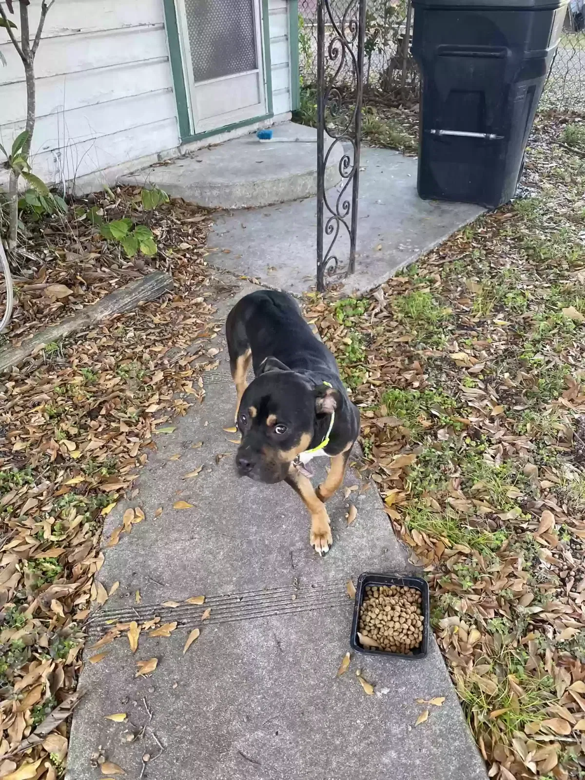 Found dog in Houston, TX, 77076