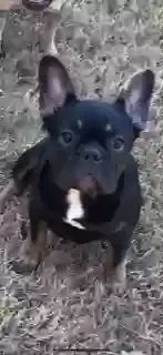 Lost dog in Oklahoma City, OK, 73115