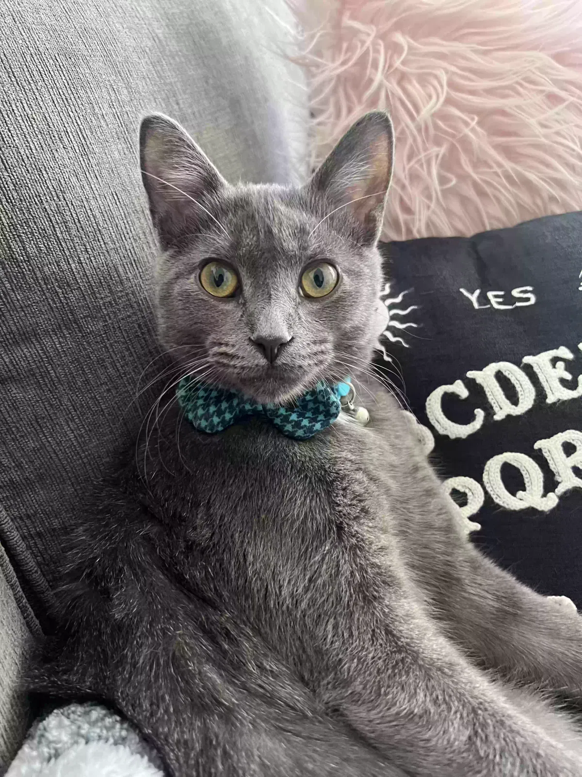 Lost cat in Chicago, IL, 60641