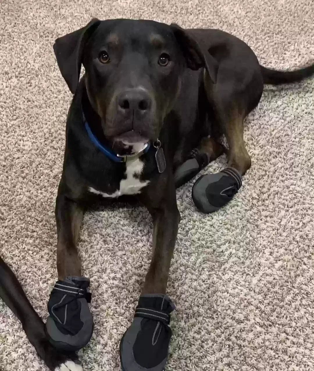 Lost dog in Acton, CA, 93510
