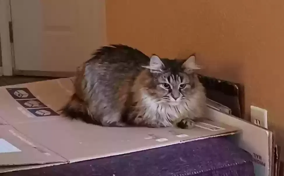 Lost cat in Mesa, AZ, 85209