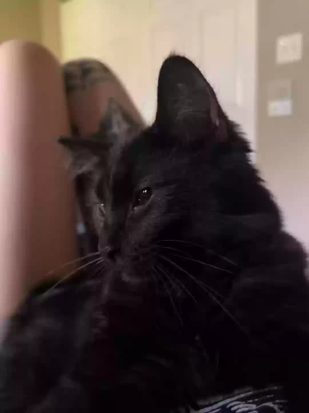 Lost cat in Vero Beach, FL, 32960