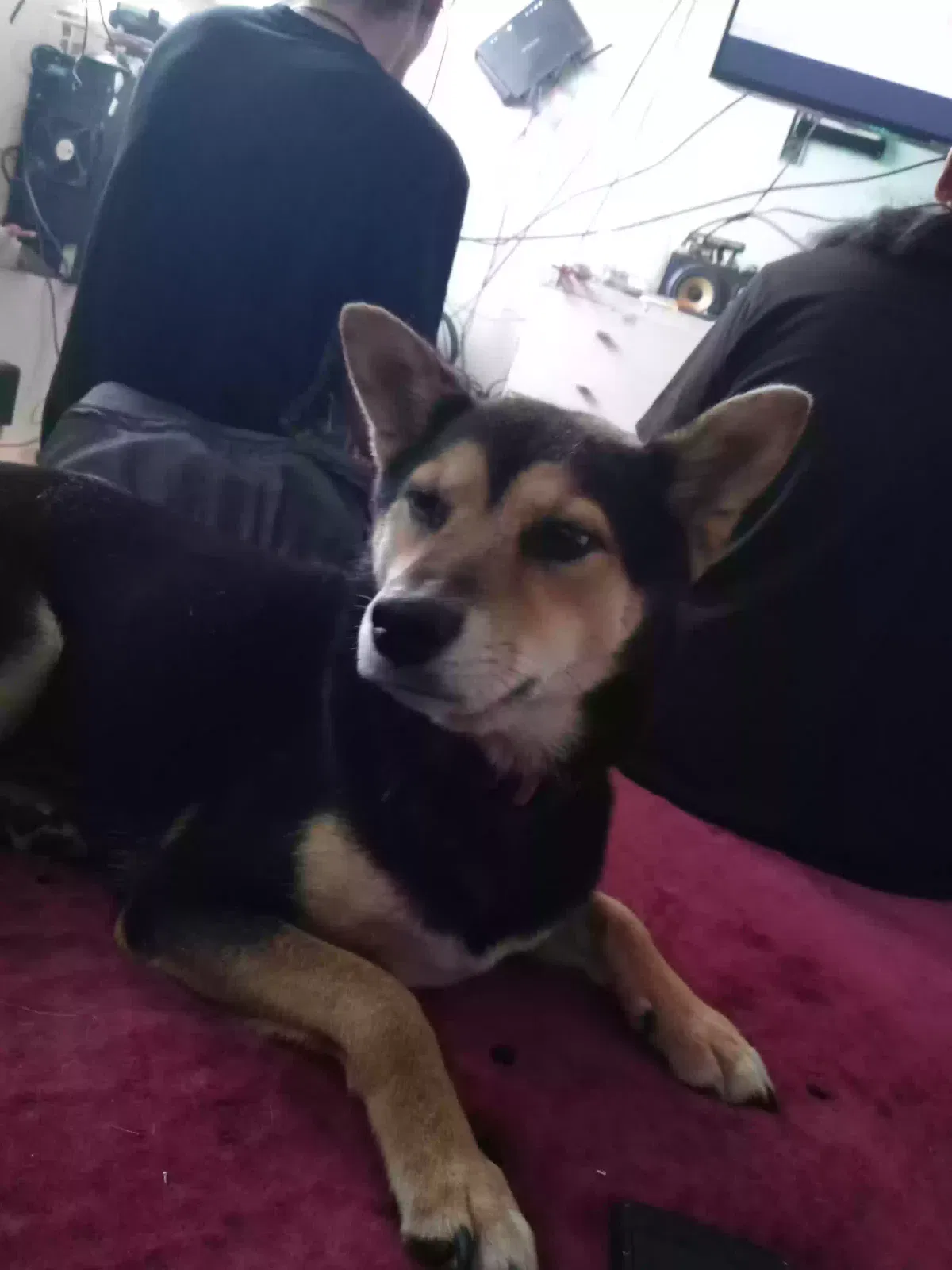 Lost dog in Phoenix, AZ, 85009