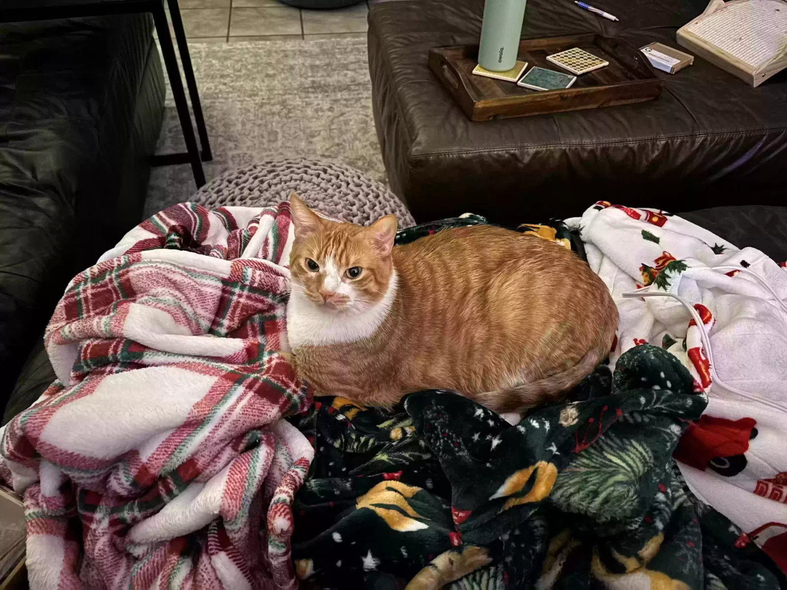 Lost cat in Spring, TX, 77379