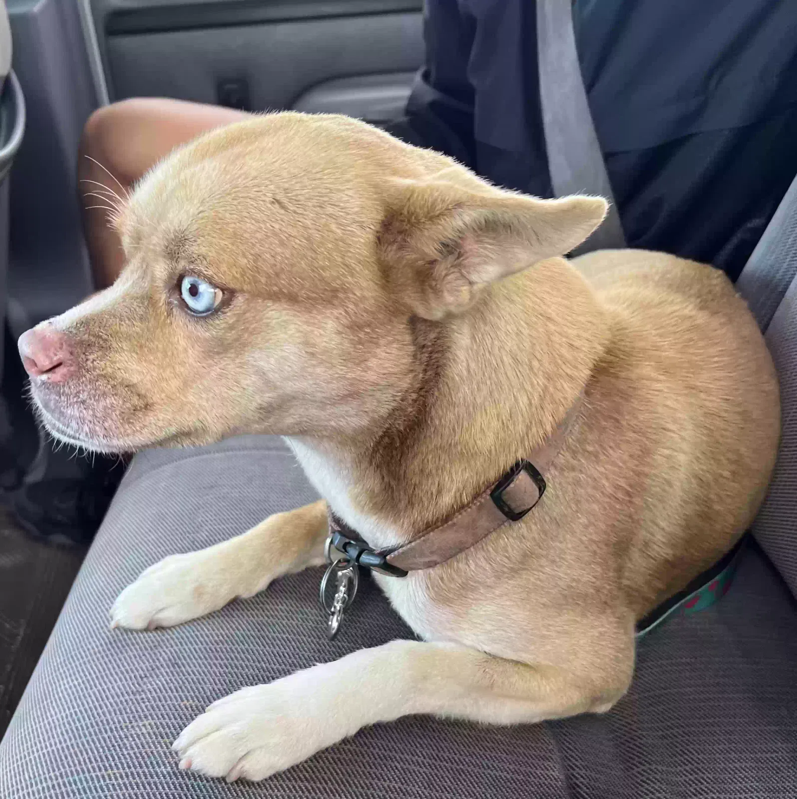 Lost dog in Greenfield, CA, 93927