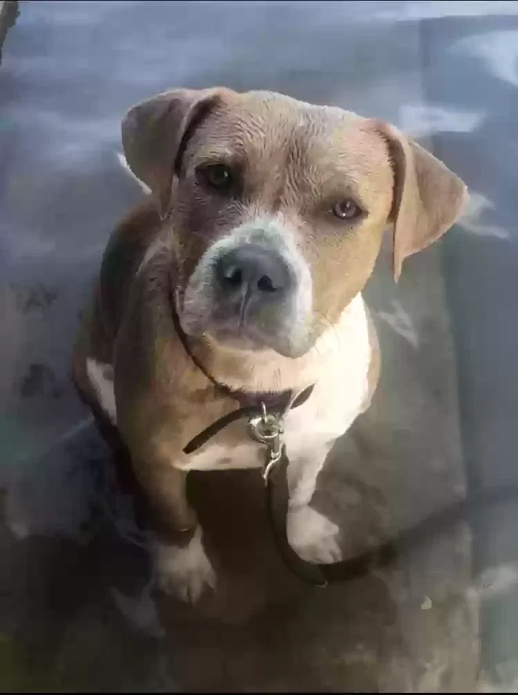 Lost dog in San Antonio, TX, 78211